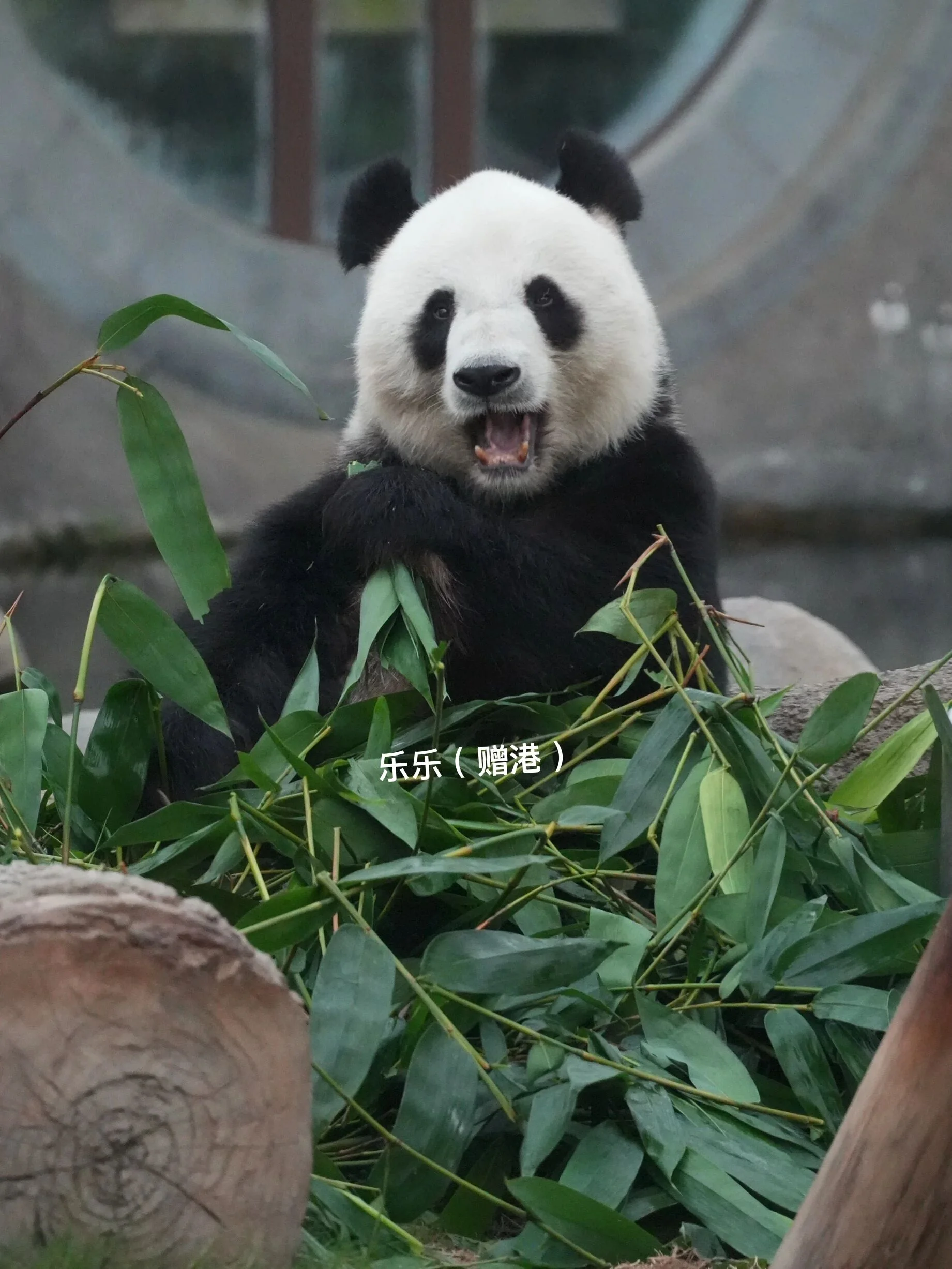 Le Le - Eating Bamboo