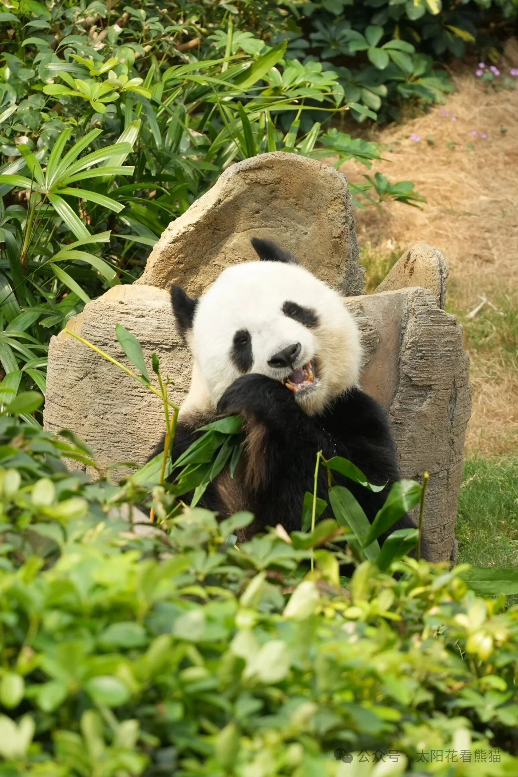 Thumbnail: Le Le - Gnawing Bamboo
