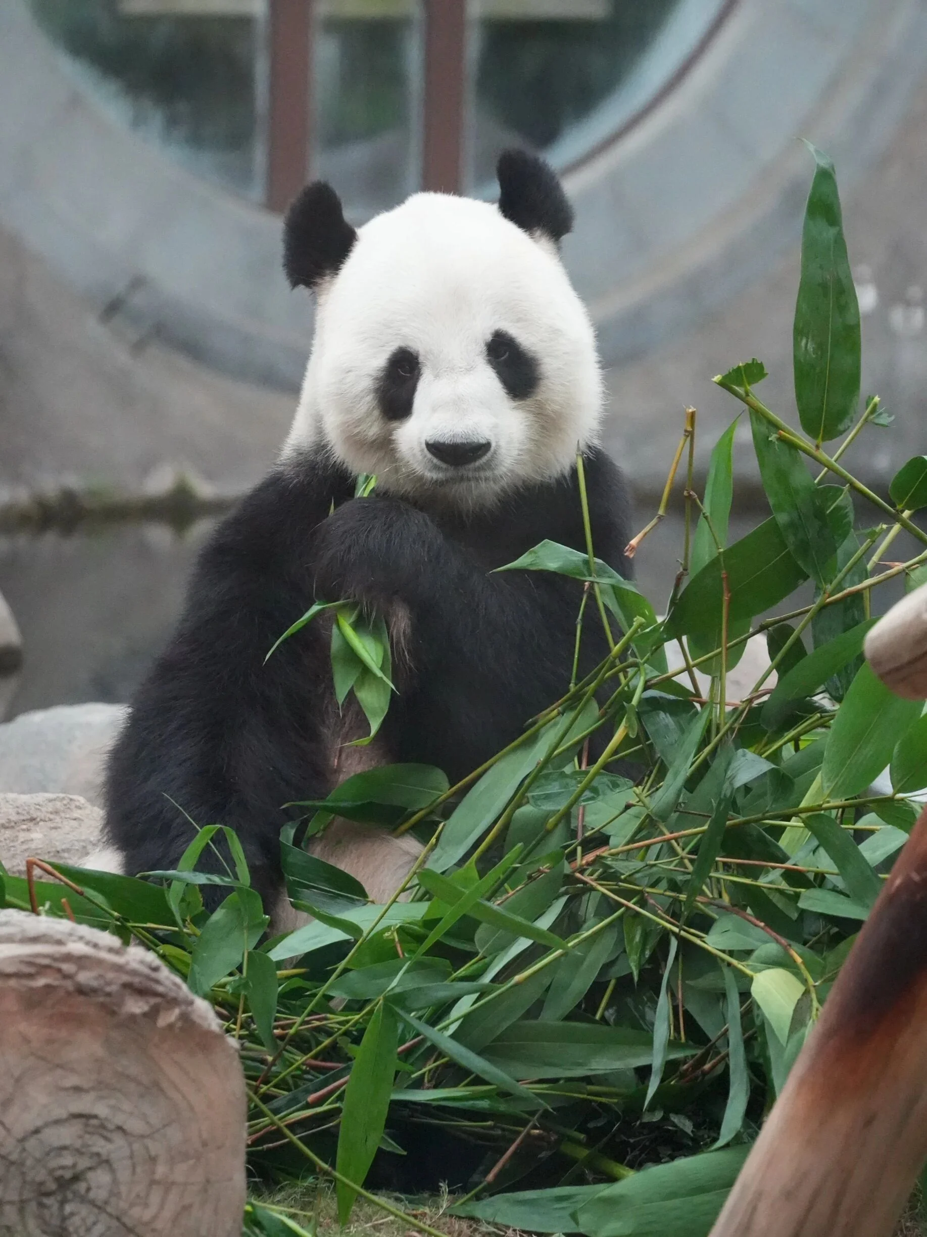 Thumbnail: Le Le - Solo Bamboo Shot