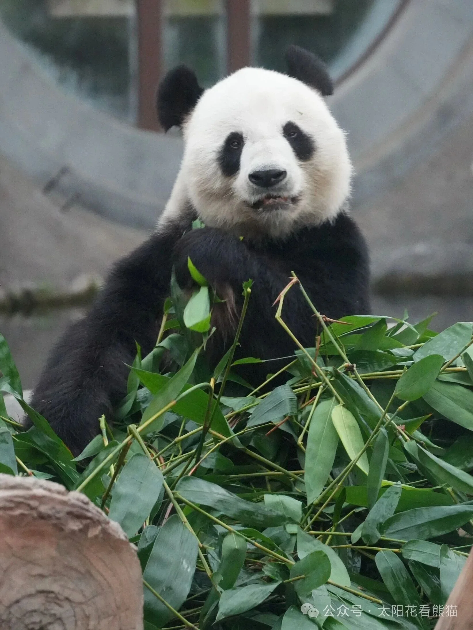 Thumbnail: Le Le - Delicious Bamboo