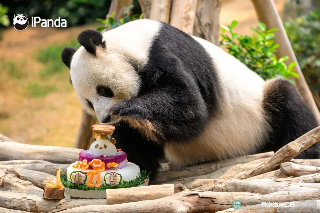 Thumbnail: Le Le - Eating Birthday Cake