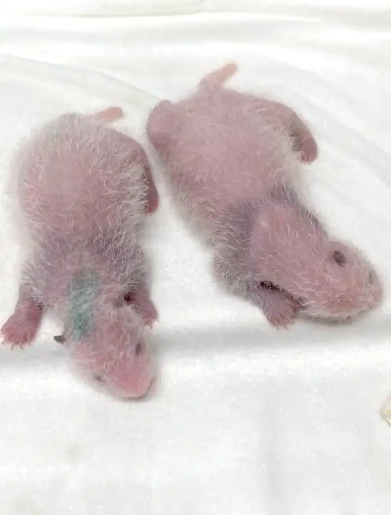 Newborn twins Xiao Xiao and Lei Lei