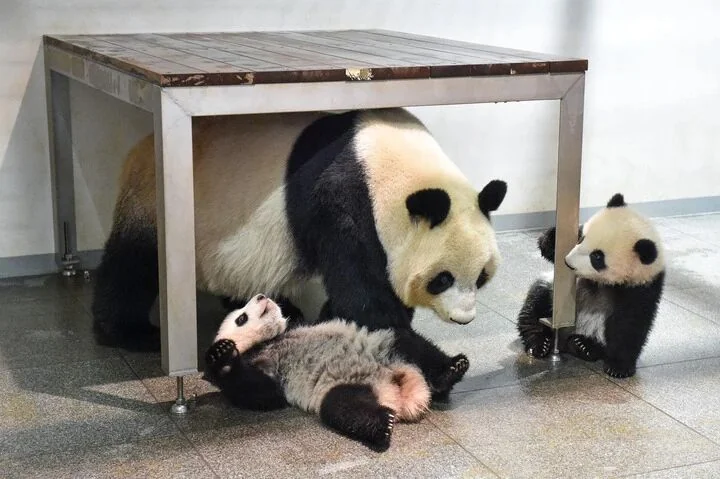 Mother Shin Shin with the twins