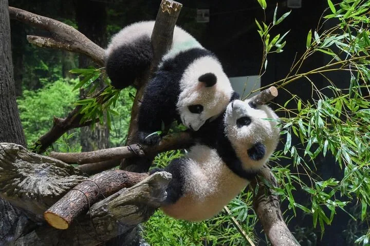Playing at Ueno Zoo
