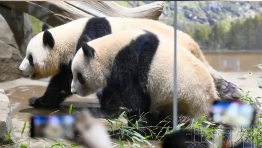 At Ueno Zoo, April 2024