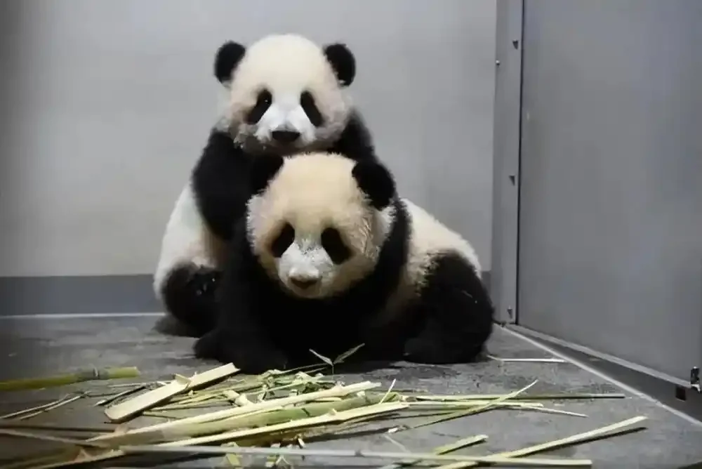 Xiao Xiao and Lei Lei (Tokyo Zoo Association)