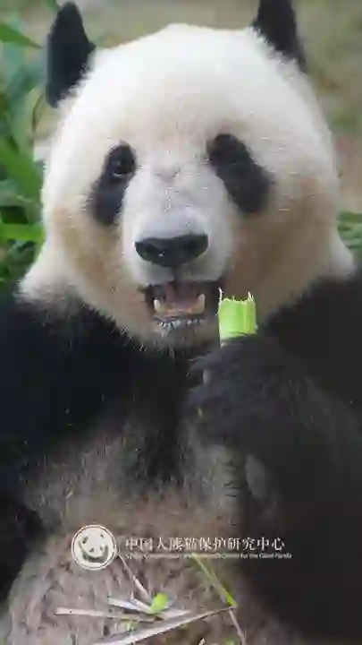 Video thumbnail: Lei Lei, the “bamboo harvester”