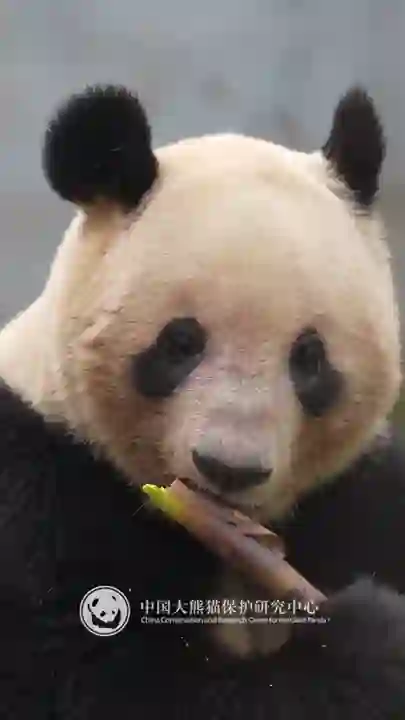 Video thumbnail: Mealtime with Lei Lei