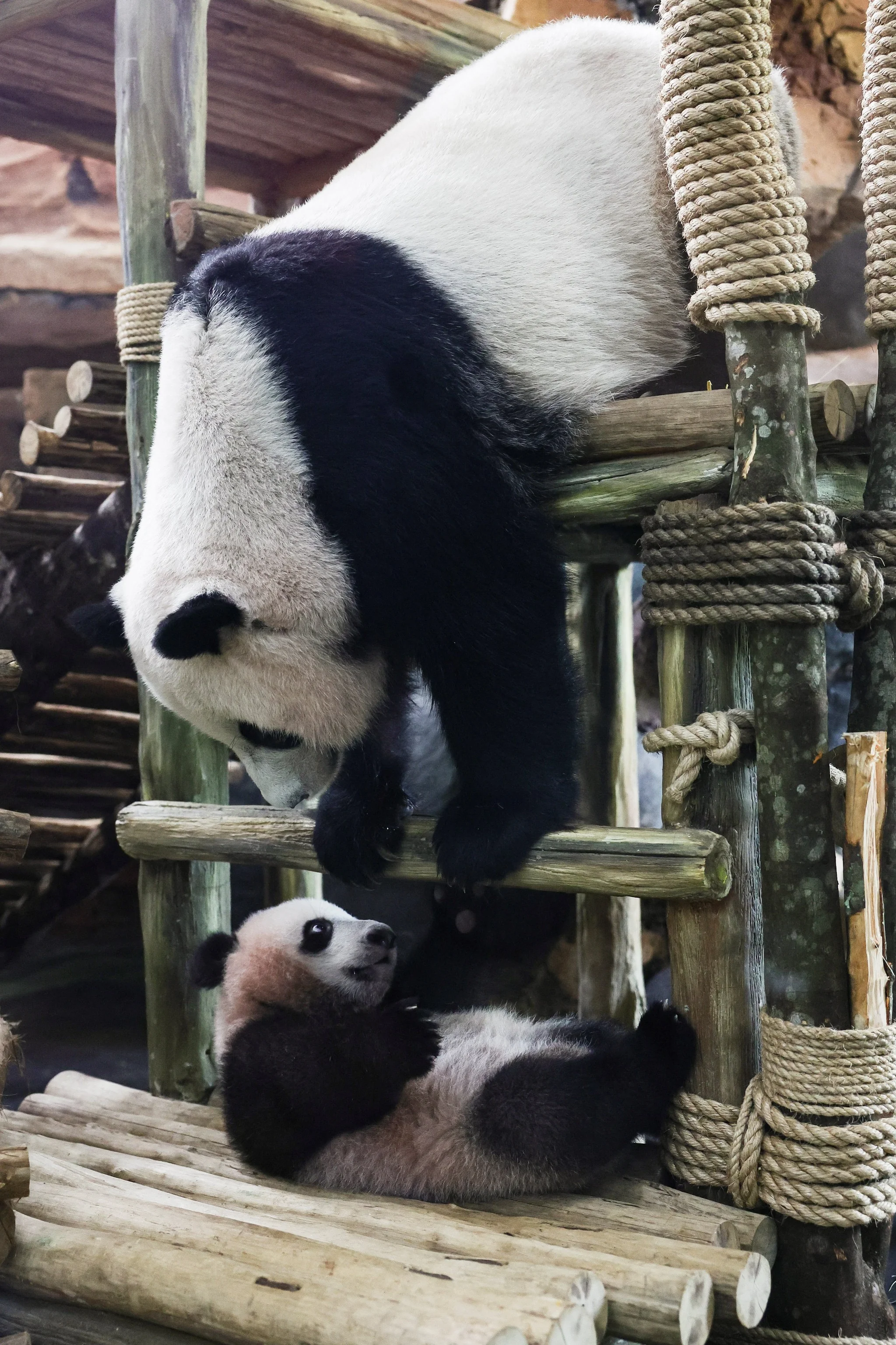 Rio Together with Mother Hu Chun