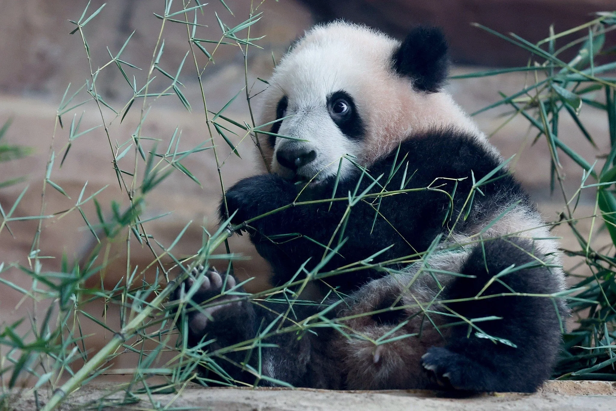 Rio Eating Bamboo