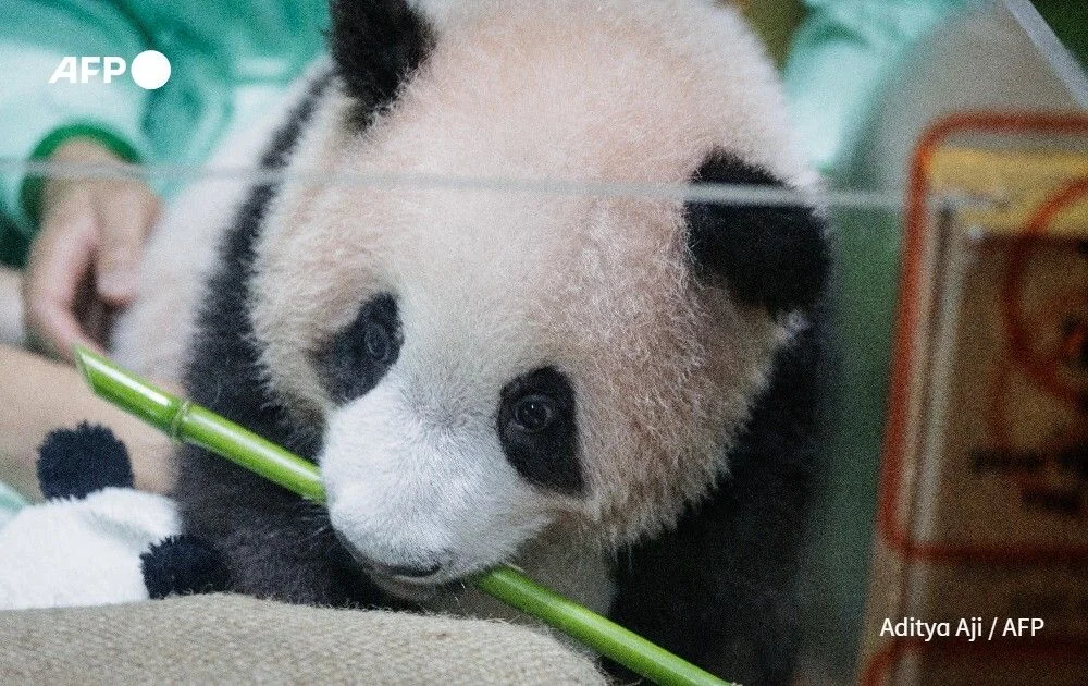 Rio Biting a Bamboo Stalk
