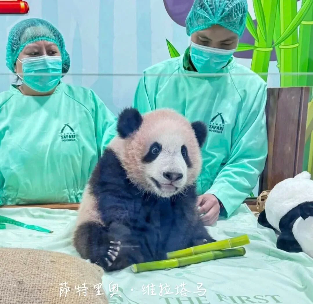 Baby Rio Cared for by Keepers