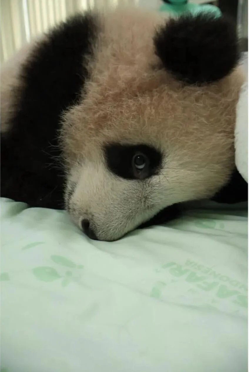 Rio Lying in Bed, One Eye Open