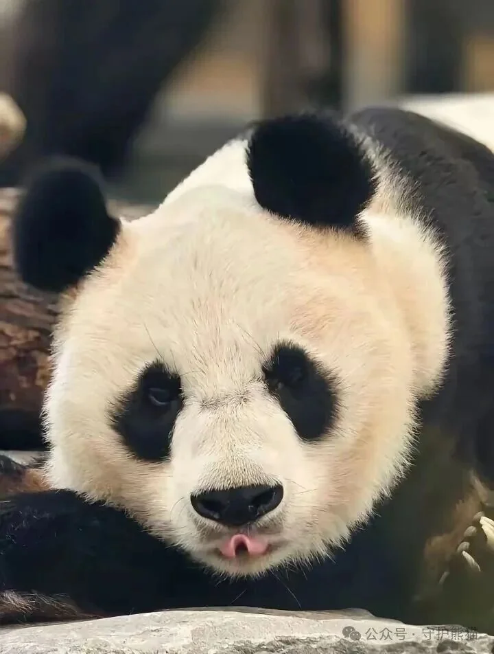 Long Sheng close-up with tongue out