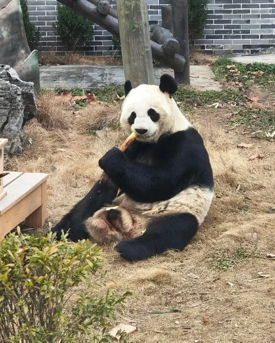 Long Sheng eating bamboo