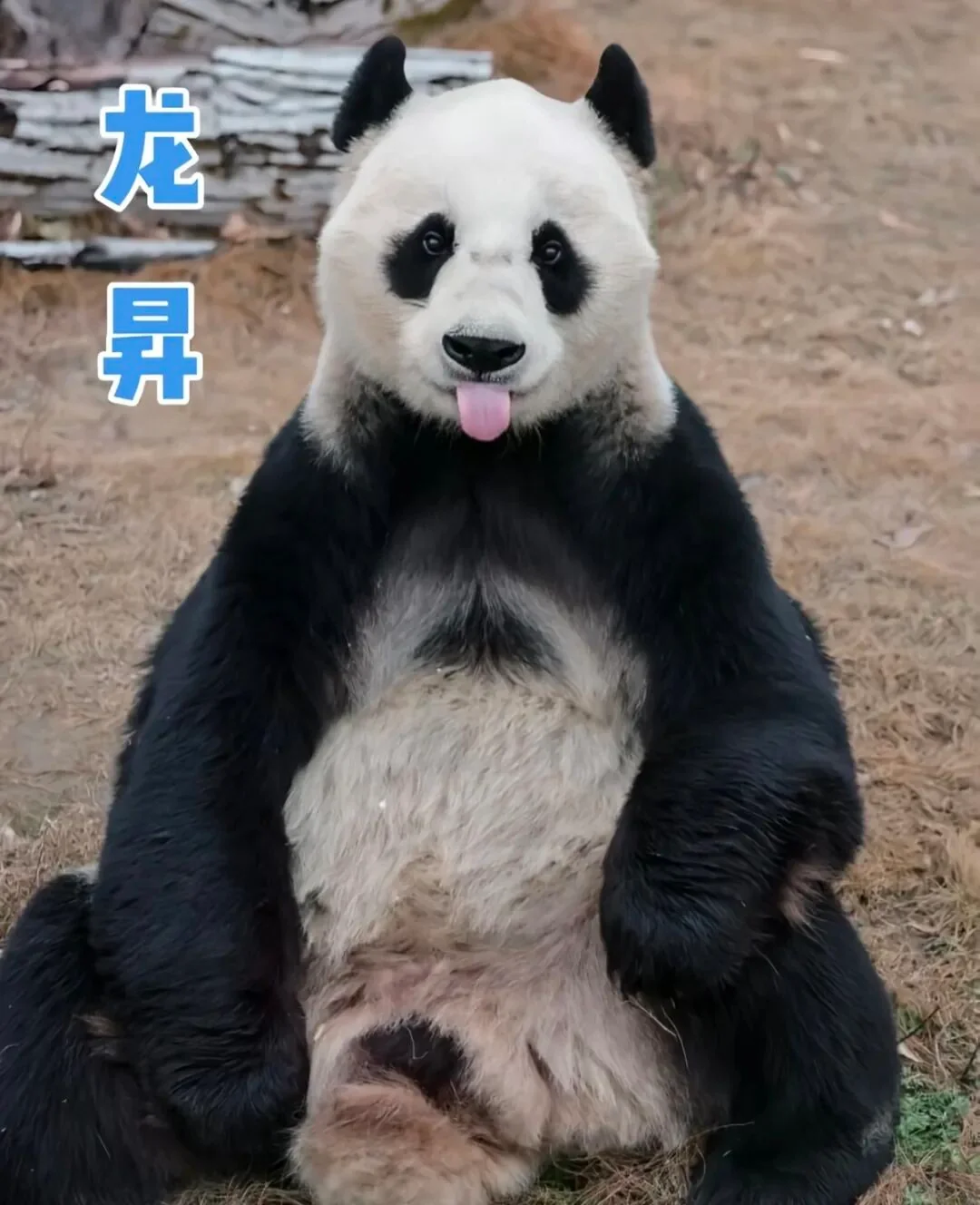 Long Sheng front view with tongue out