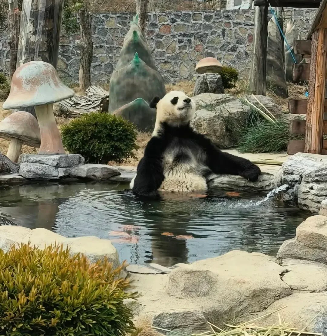 Long Sheng in pool