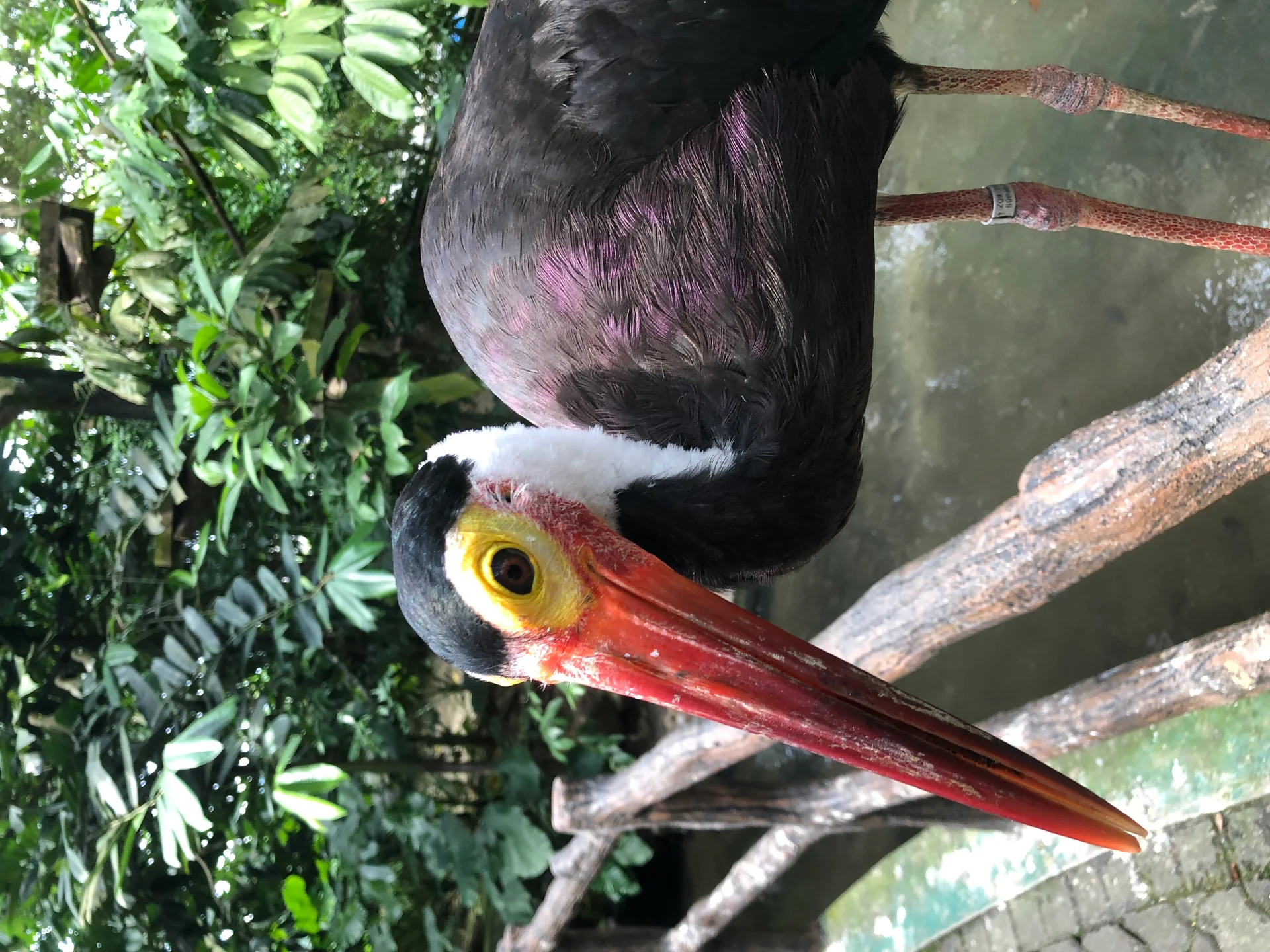 Photo of Zoo Negara (National Zoo of Malaysia)