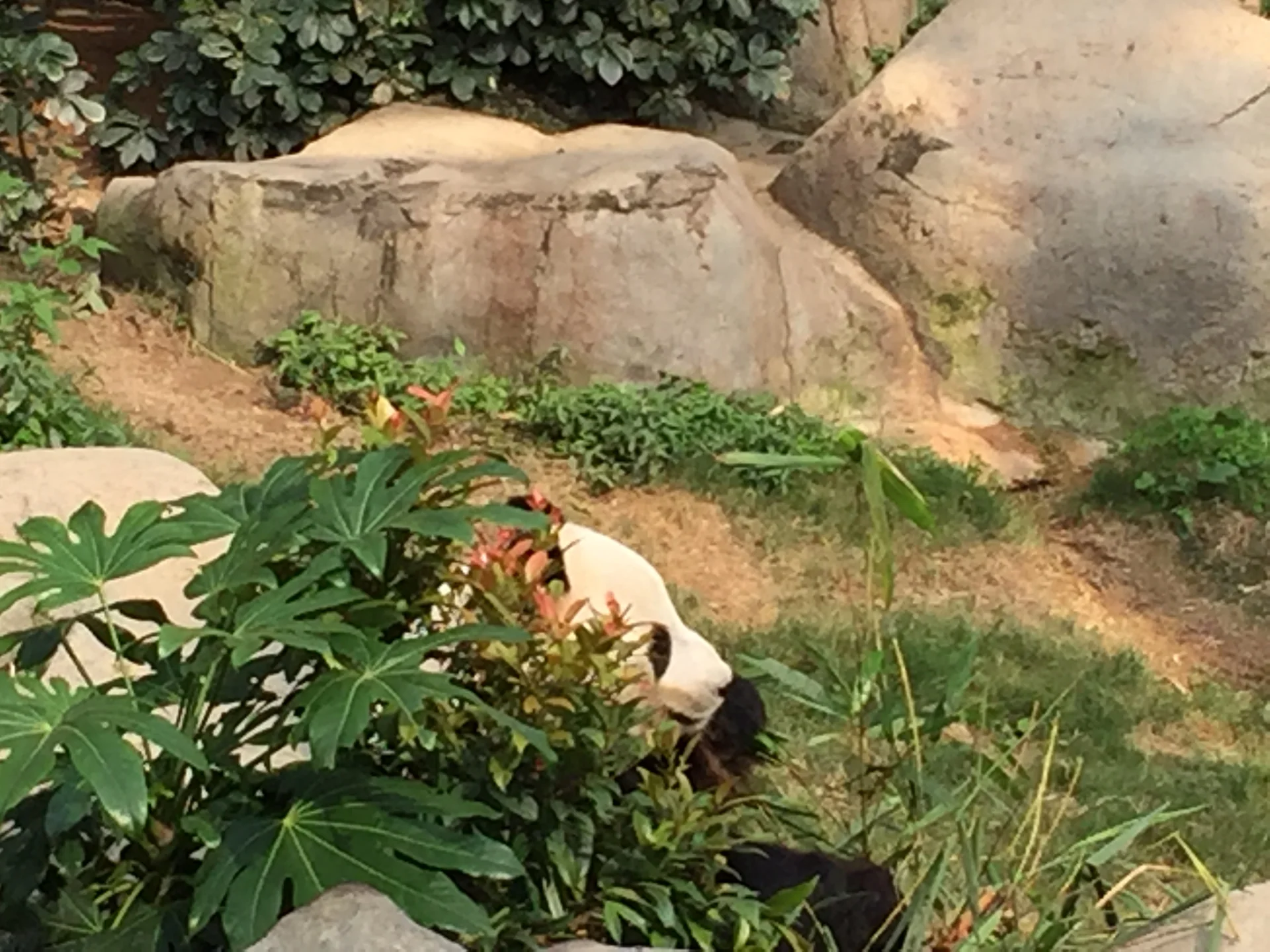 Photo of Ocean Park Hong Kong