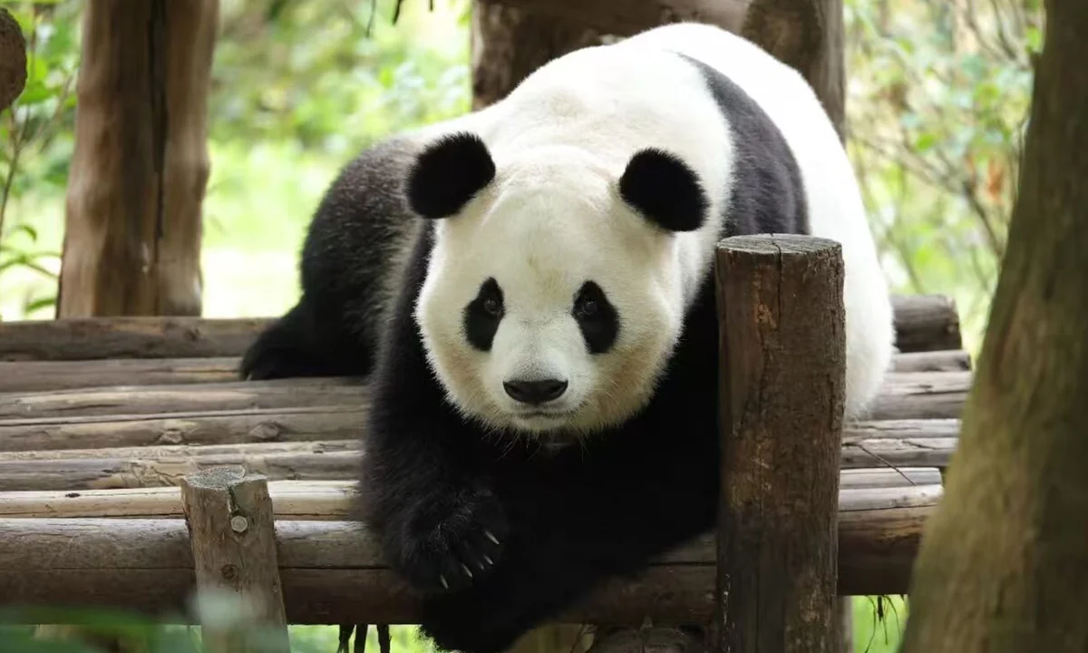 Ping Ping Resting on a Wooden Platform