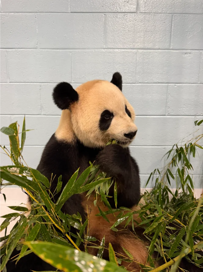 Image of Ping Ping