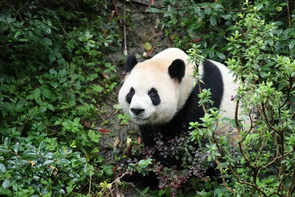 Photo of Ping Ping