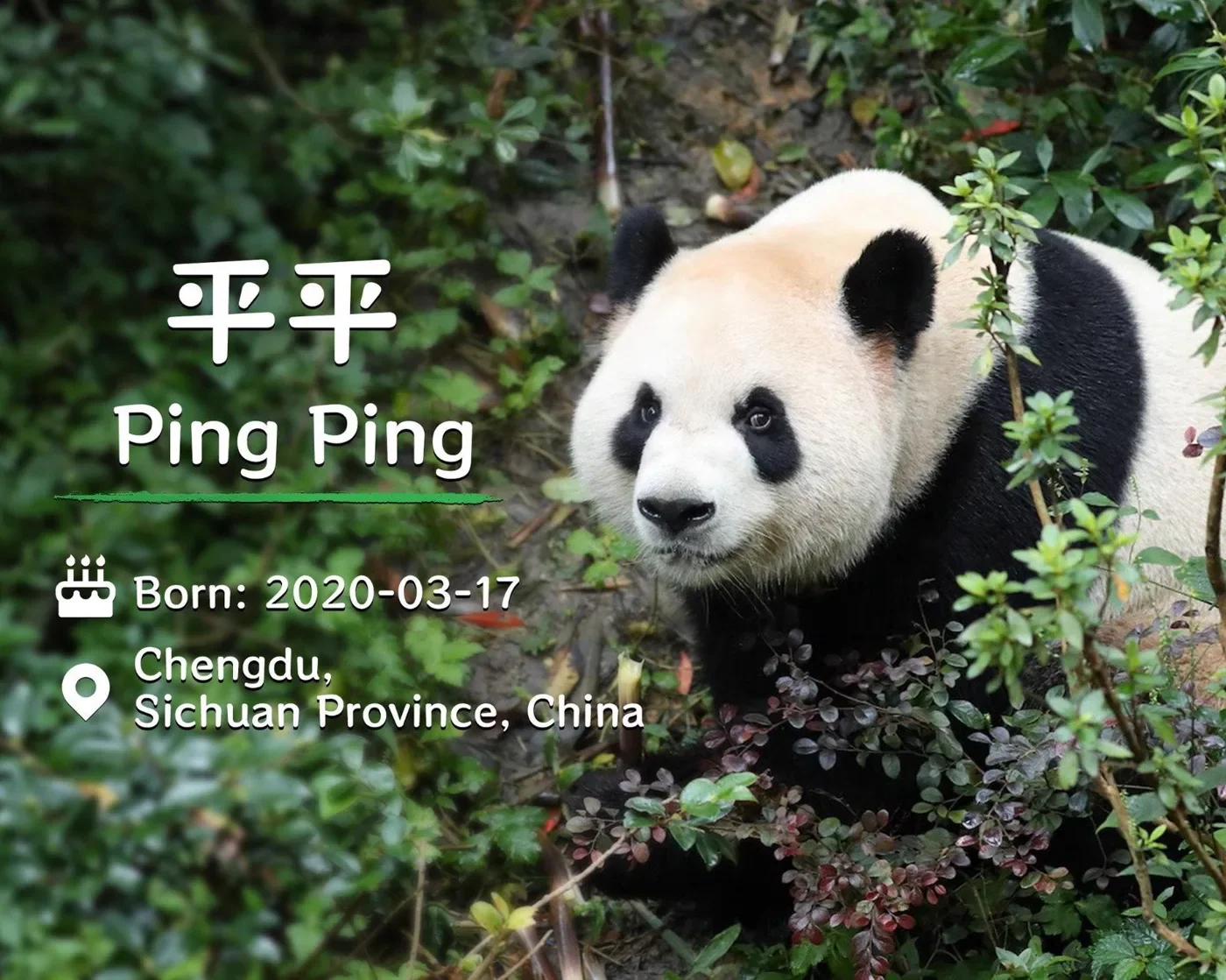 Official introduction image of Ping Ping (平平, studbook 1230), showing his birth date, 17 March 2020, and his birthplace, Chengdu, Sichuan Province.