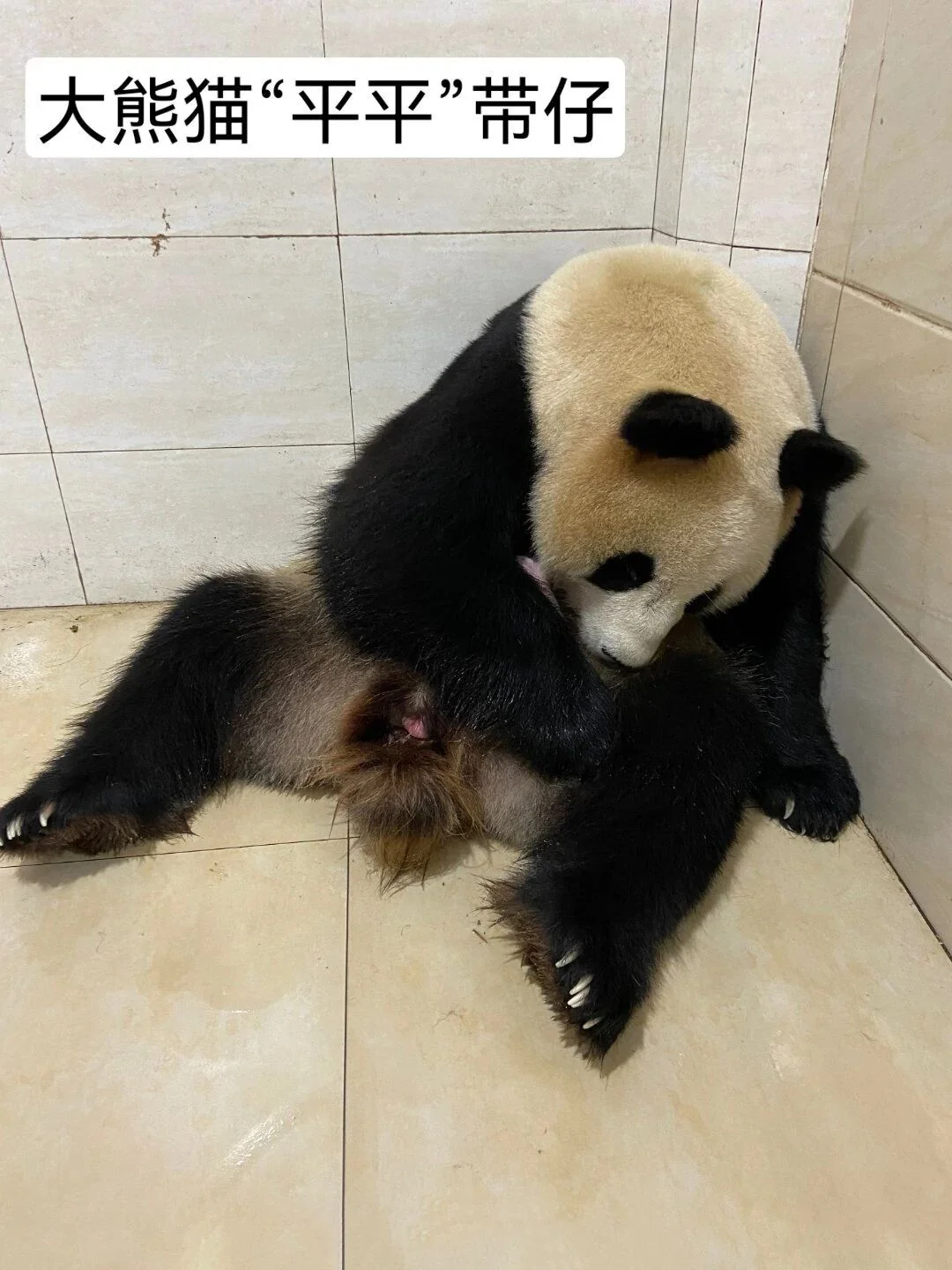 Ping Ping with Her Cub