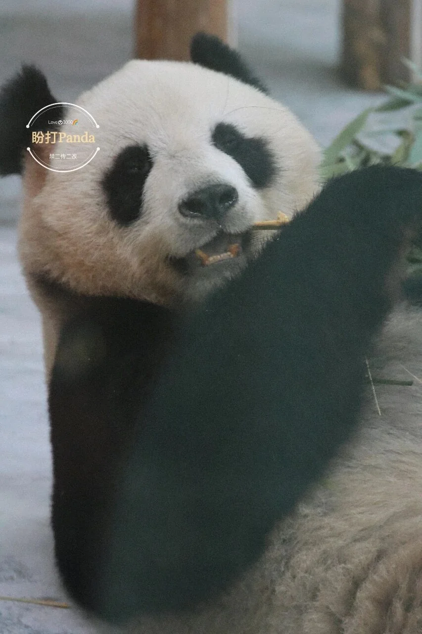 Ping Ping at Age 17