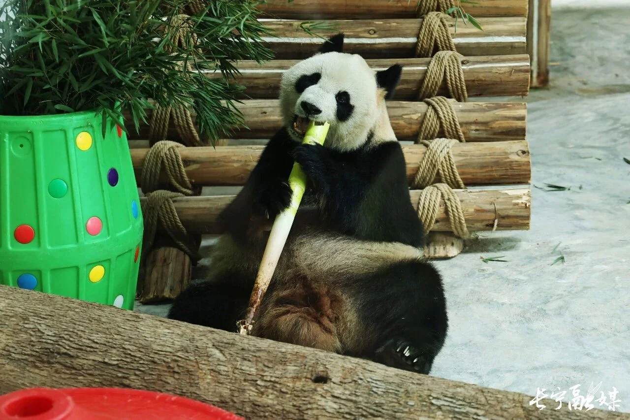 Ping Ping Eating Bamboo
