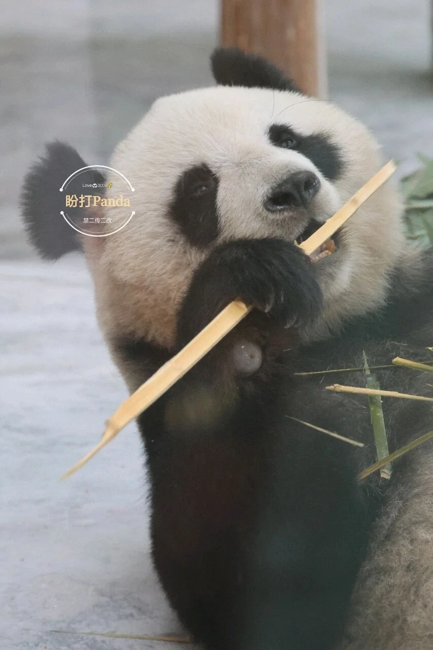 Ping Ping - Solo Bamboo Portrait