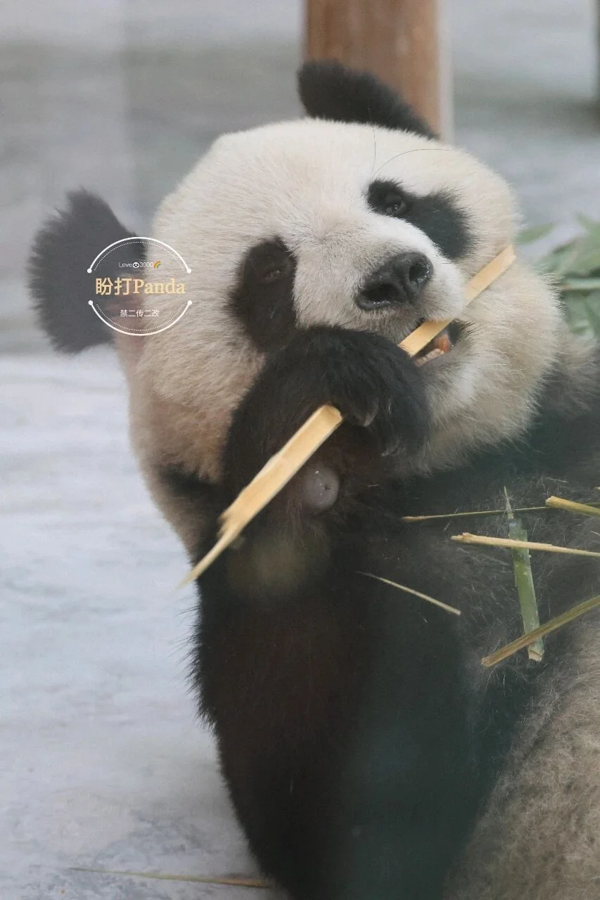 Ping Ping Eating Bamboo (2)