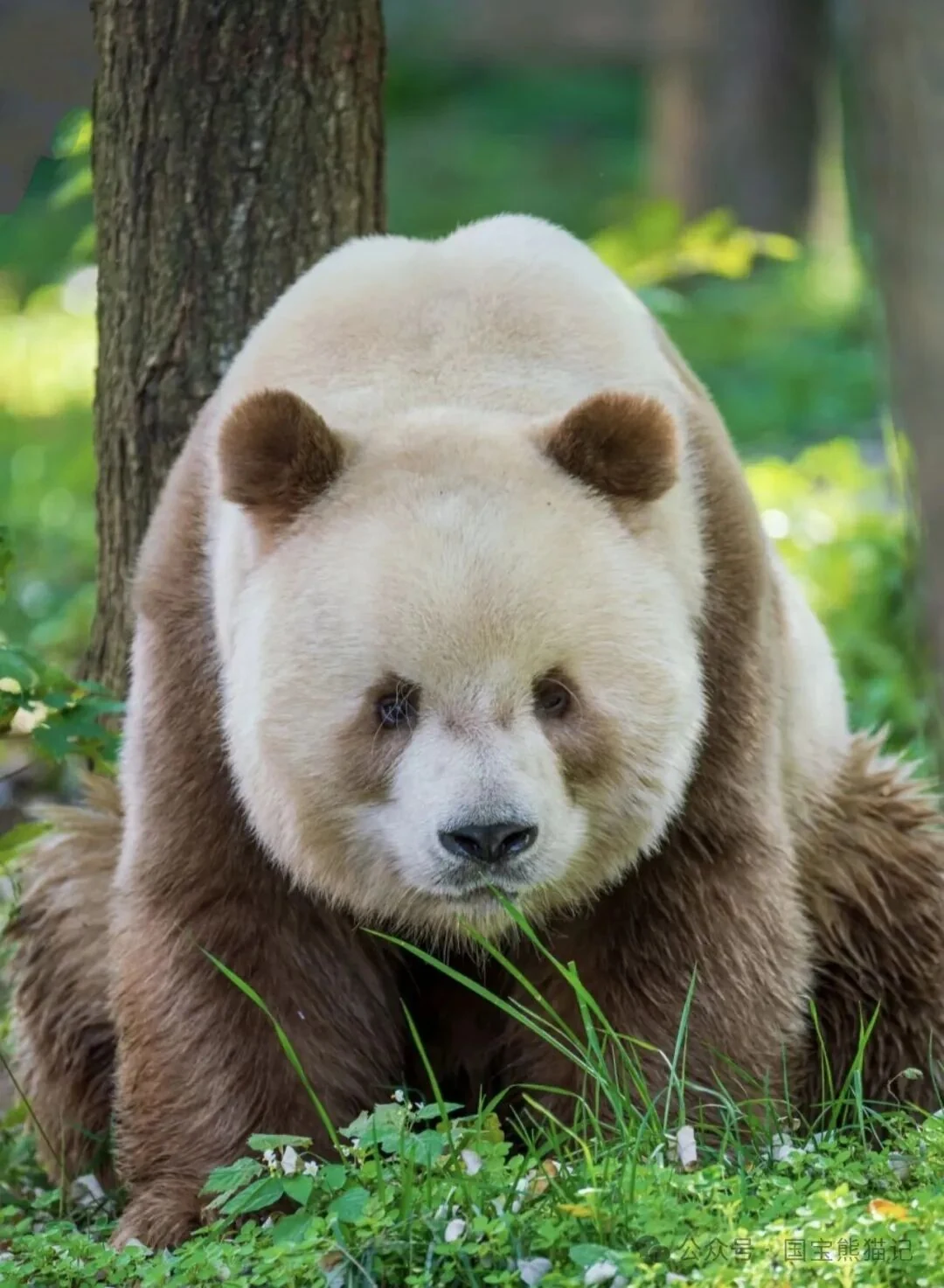 Qi Zai, the world's only captive brown-and-white giant panda