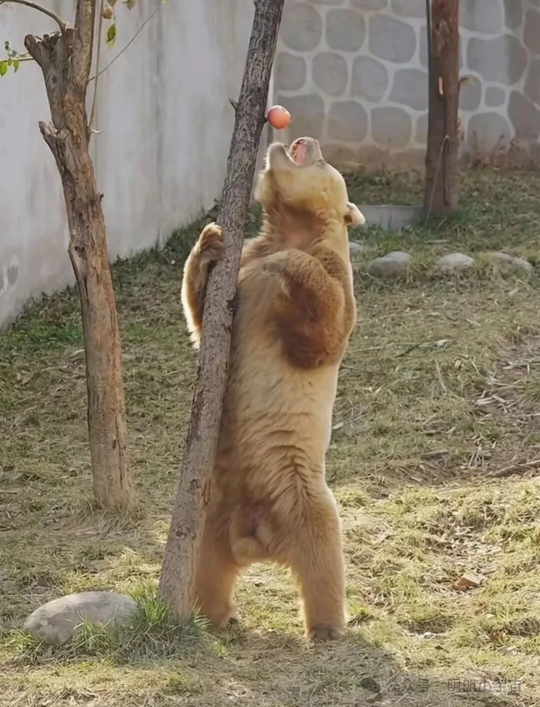 Qi Zai, the world's only captive brown-and-white giant panda