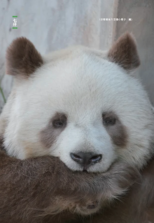 Qi Zai in his enclosure at Giant Panda Hall 1