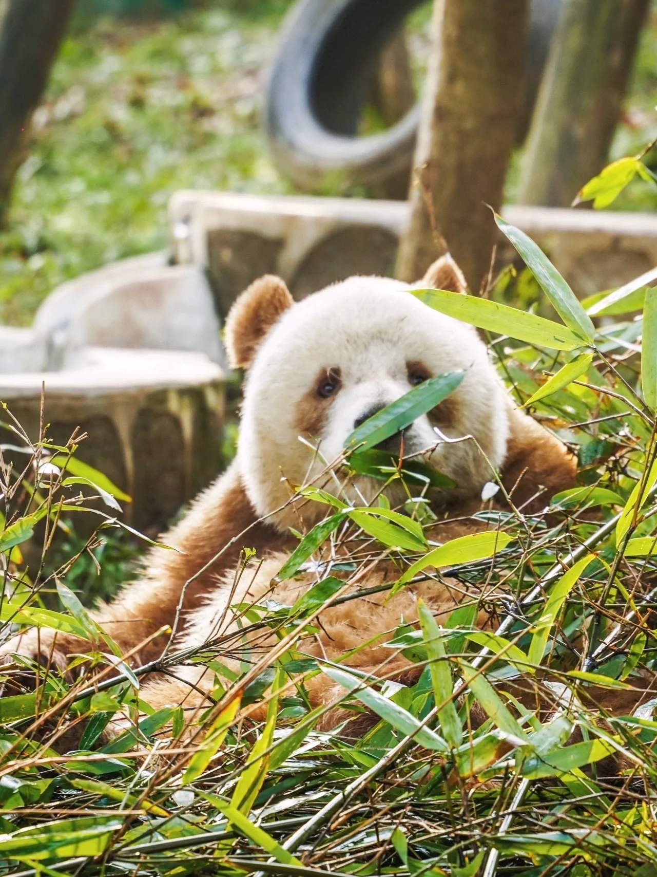 Qi Zai, China's beloved brown panda, on a calm afternoon