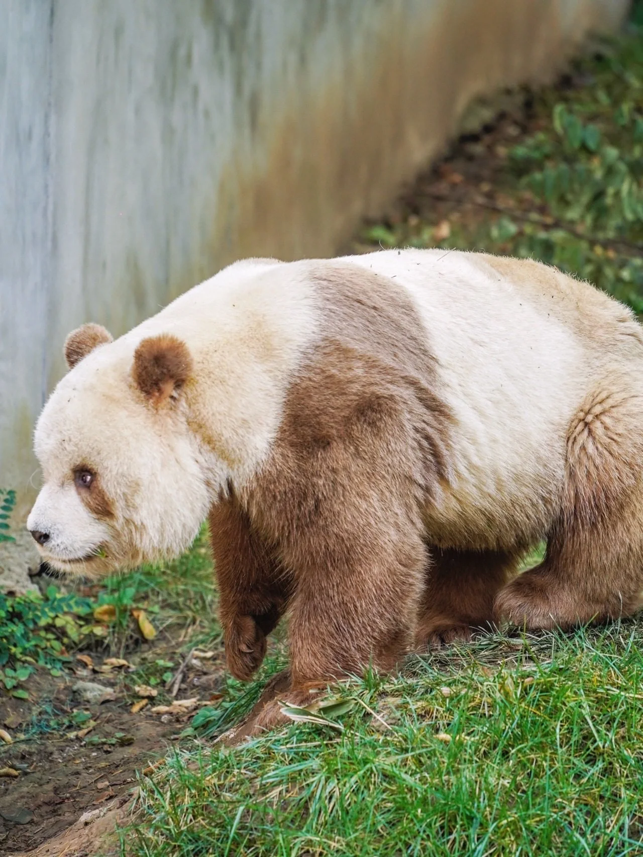 A solo photo of Qi Zai the brown-and-white panda