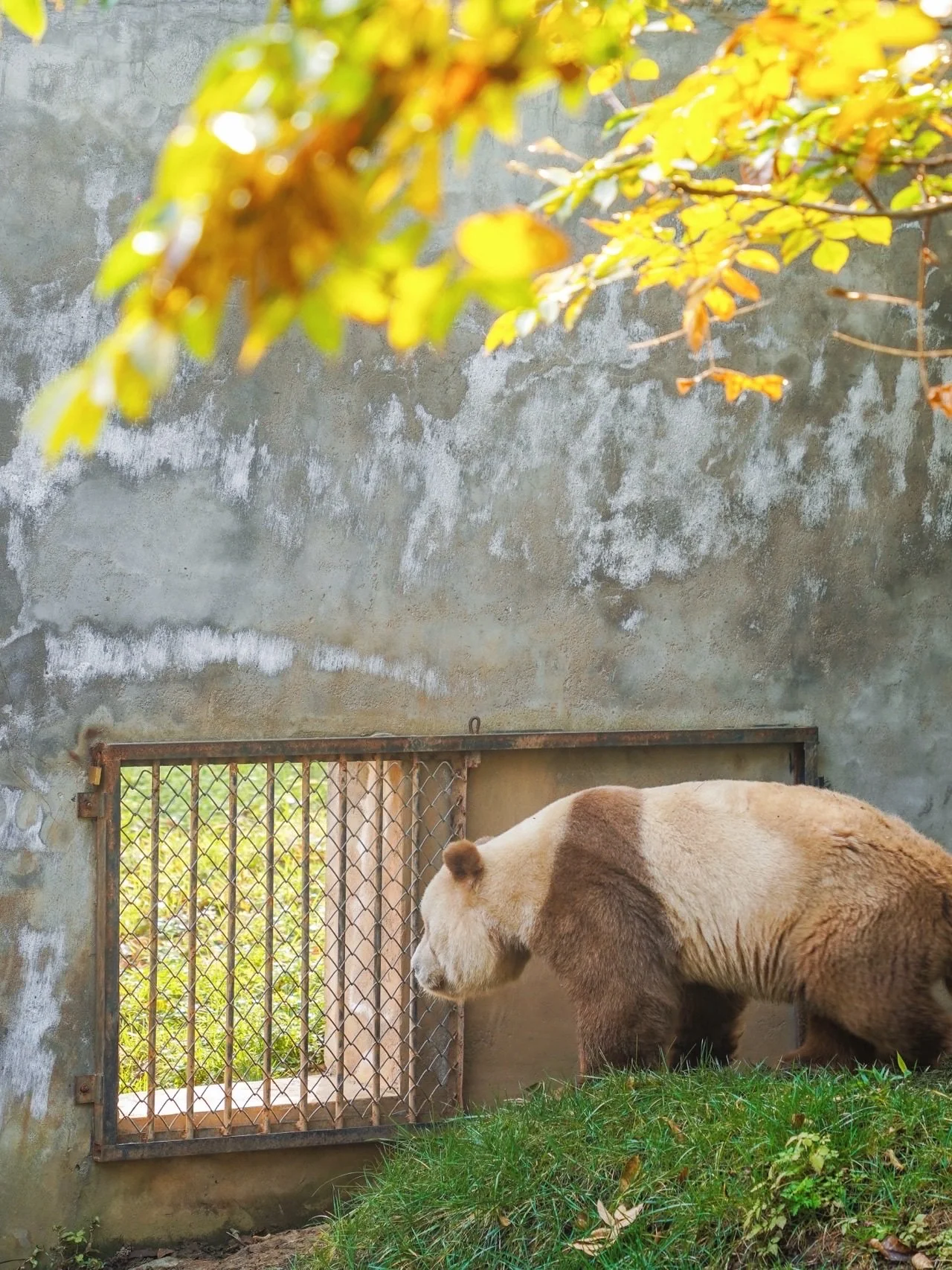 Qi Zai spotted in his yard at the Qinling Sibao Science Park