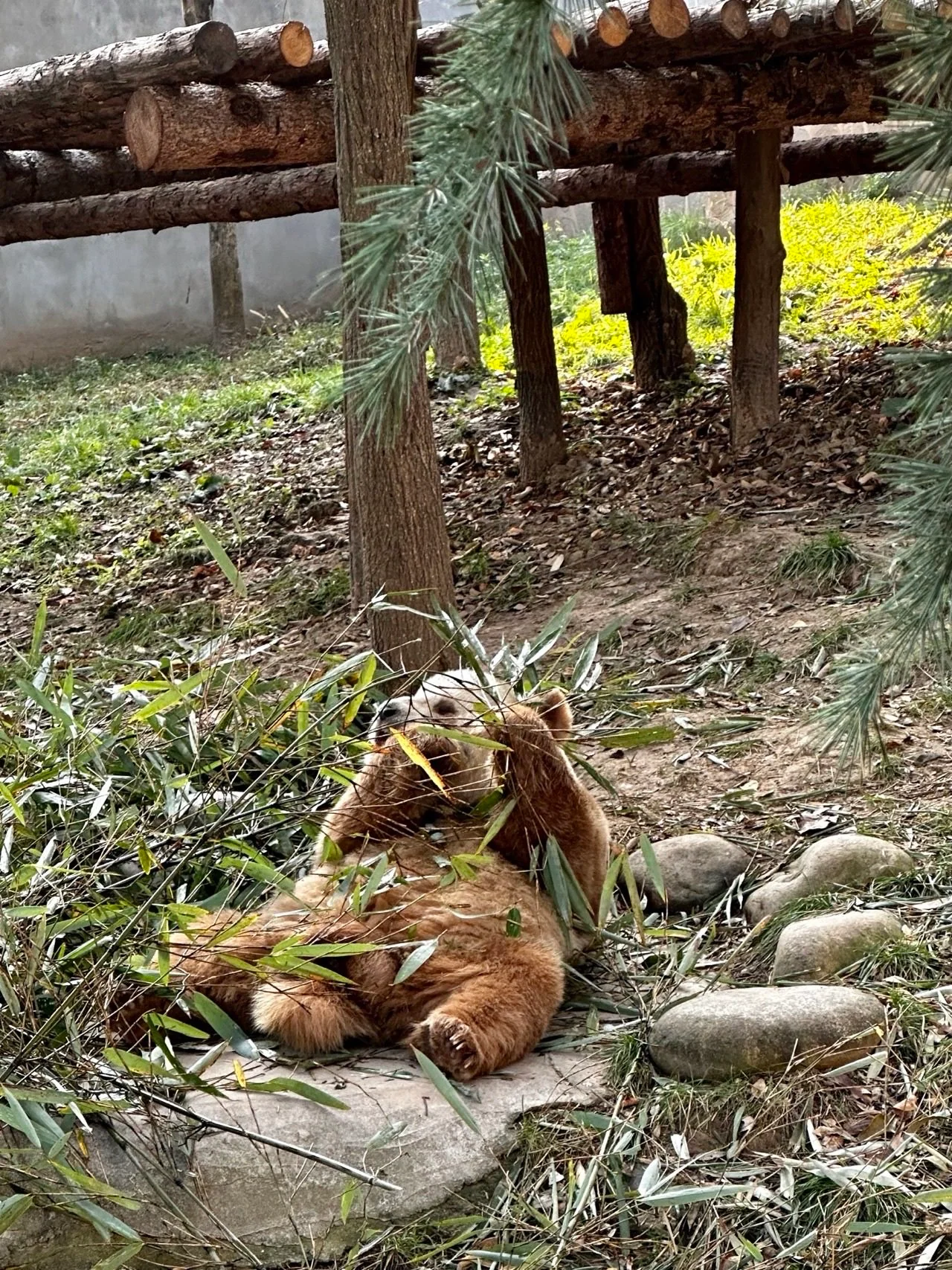Qi Zai the brown panda, relaxing at the park