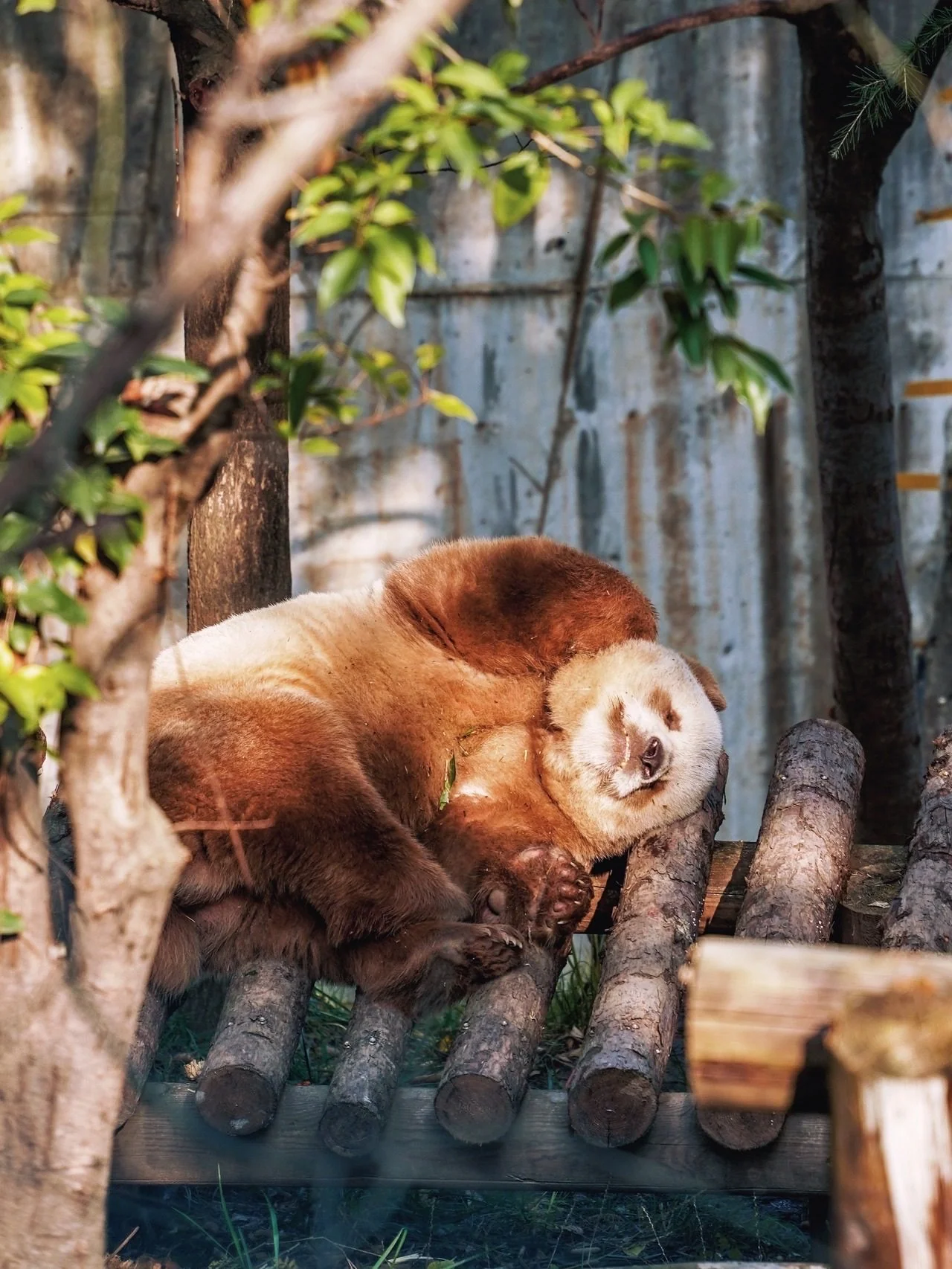Qi Zai taking a moment in his enclosure