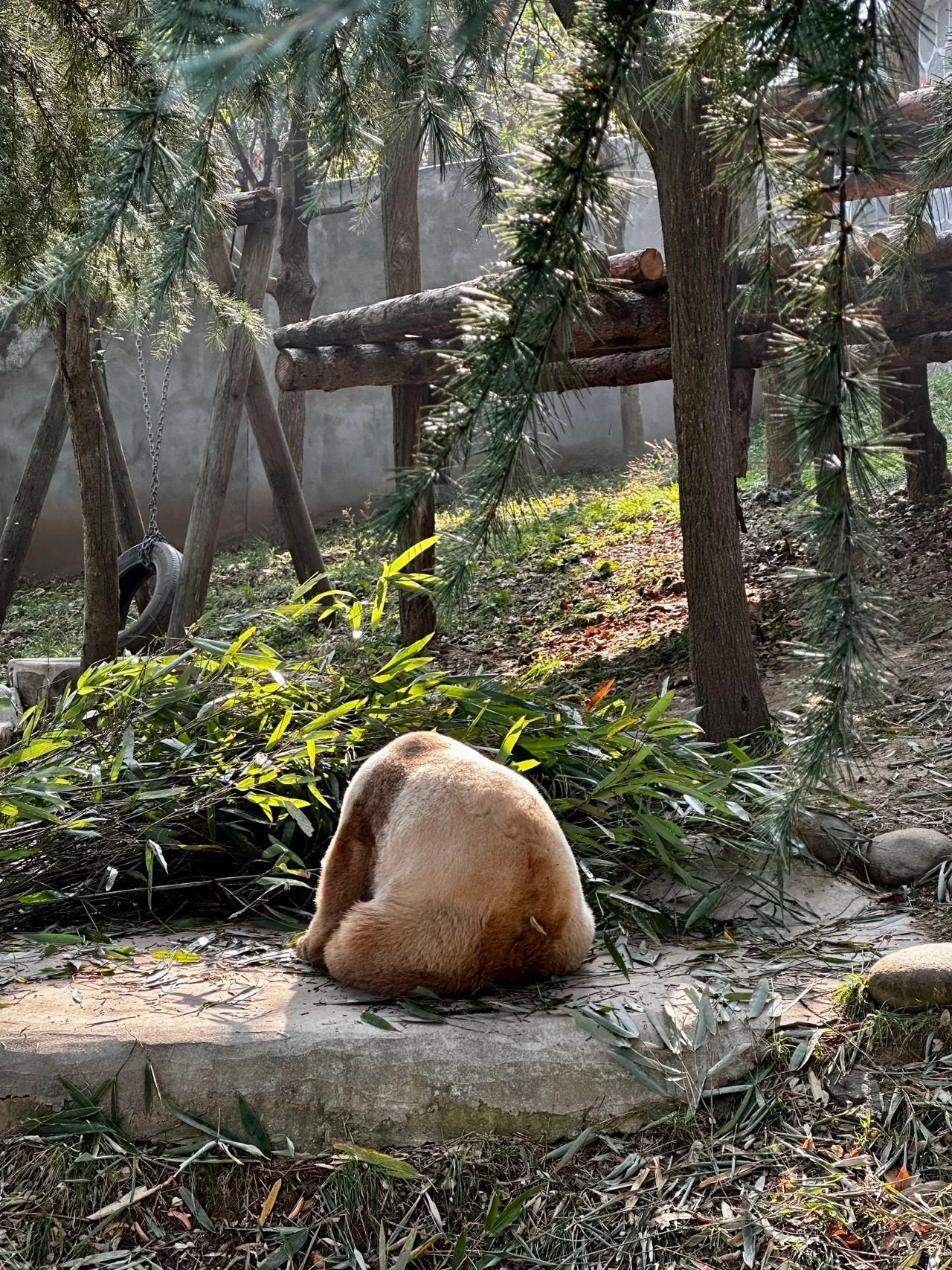 Qi Zai, the world's only captive brown-and-white giant panda