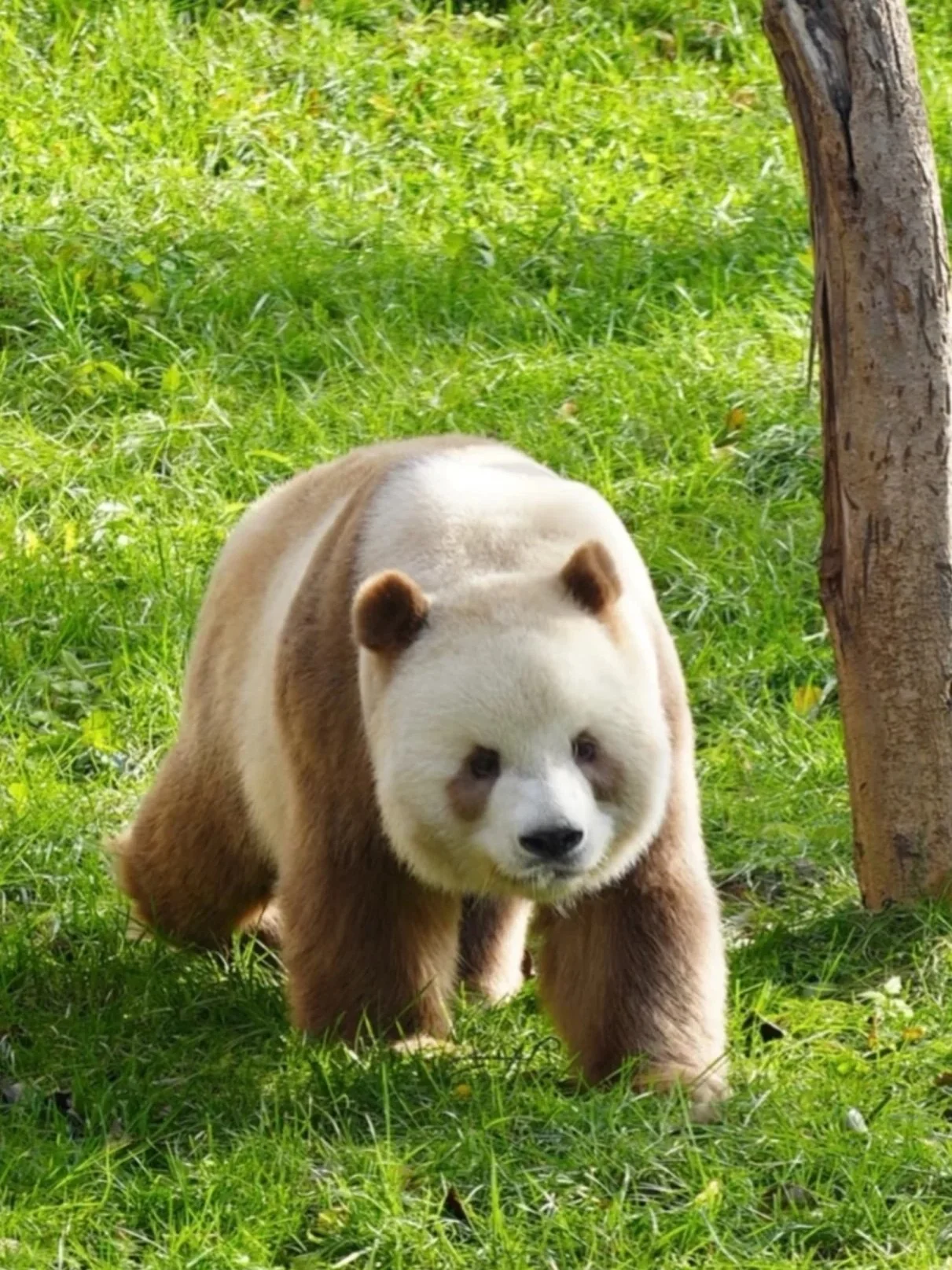 Qi Zai in his enclosure at Giant Panda Hall 1