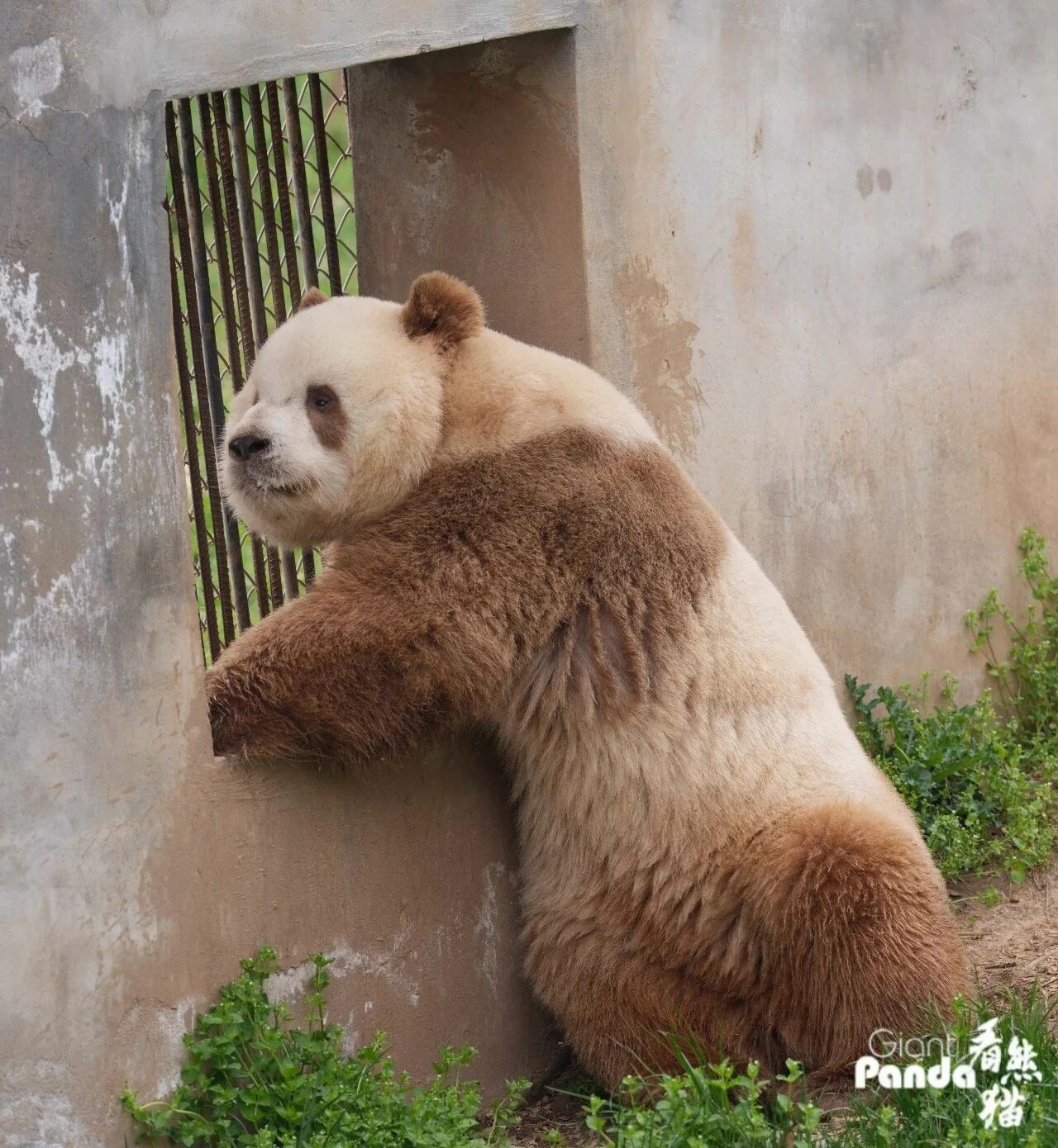 Qi Zai, China's beloved brown panda, on a calm afternoon