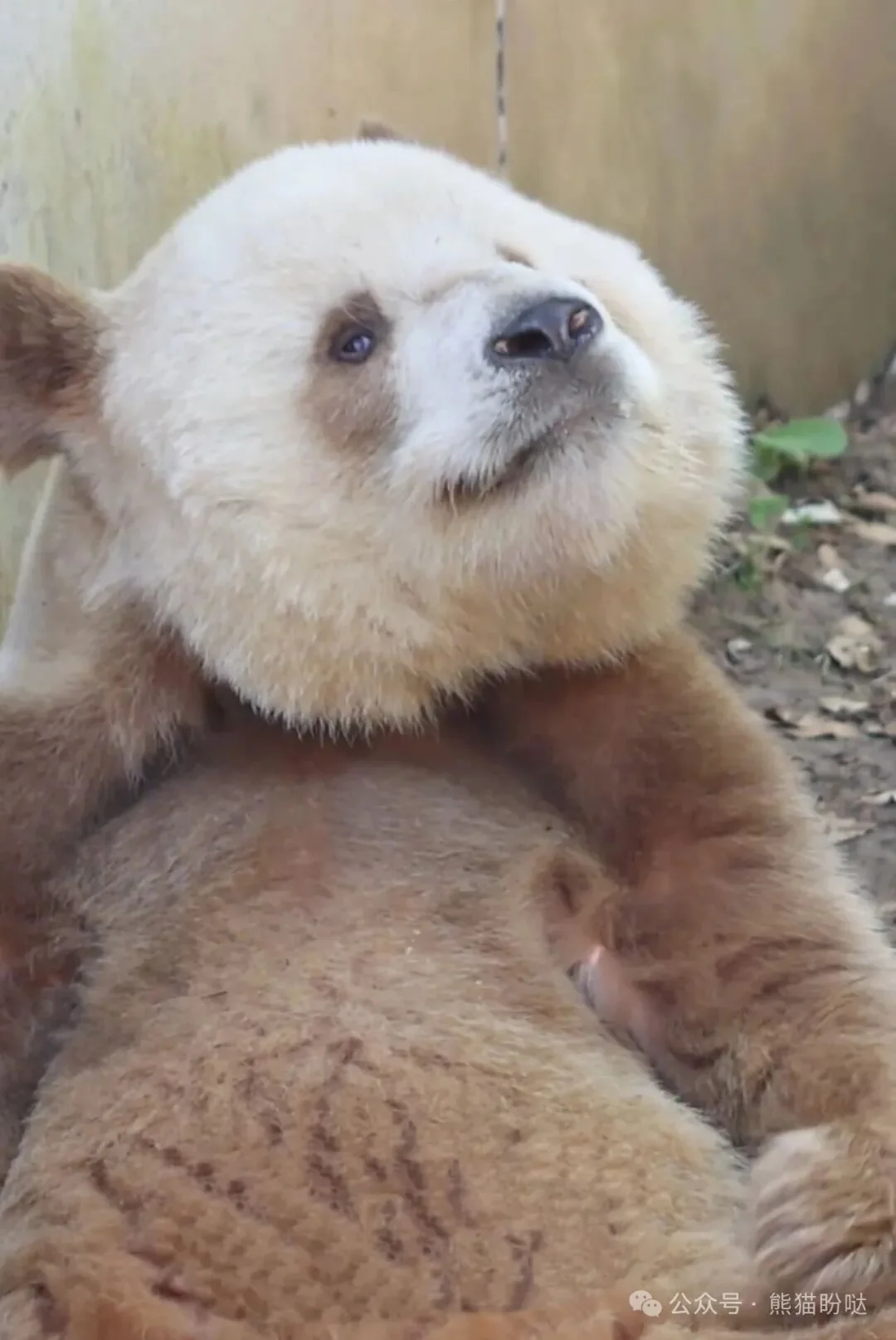 A solo photo of Qi Zai the brown-and-white panda