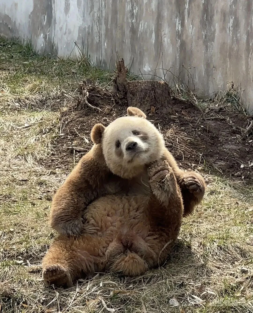 Qi Zai spotted in his yard at the Qinling Sibao Science Park