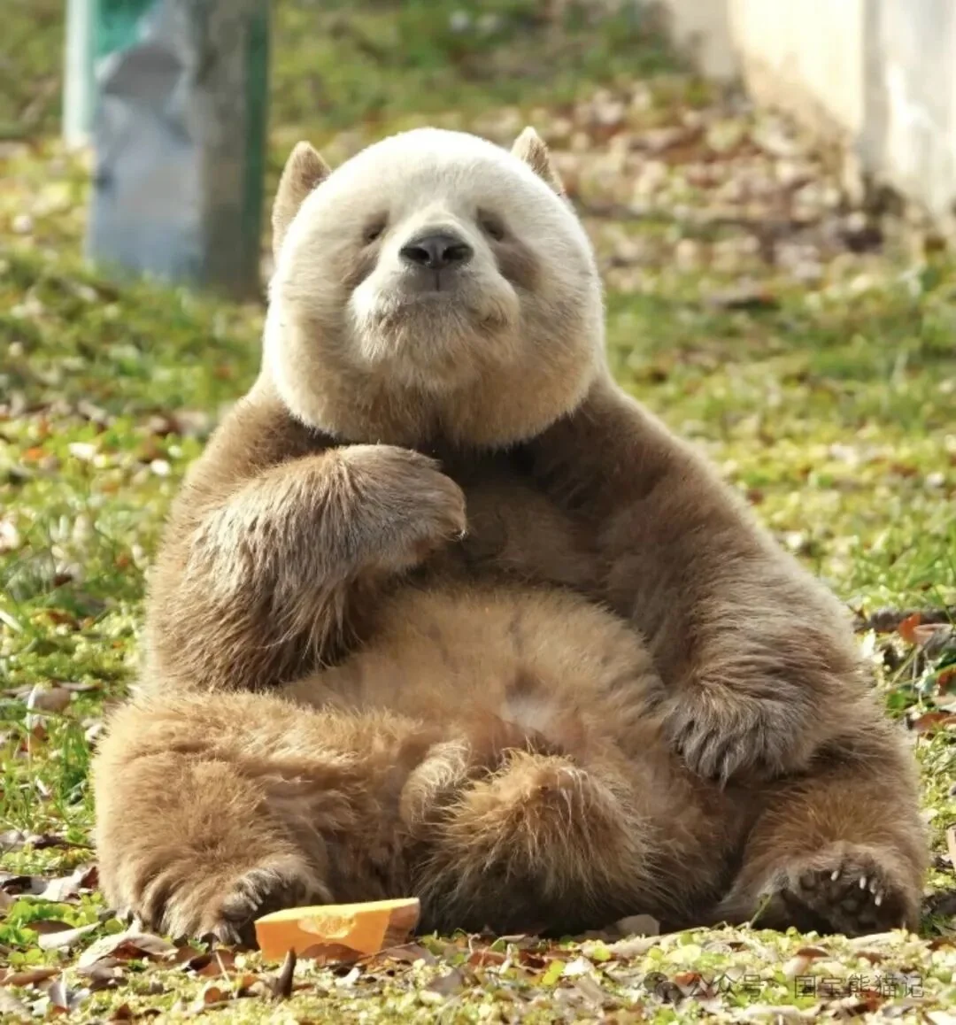 Qi Zai the brown panda, relaxing at the park