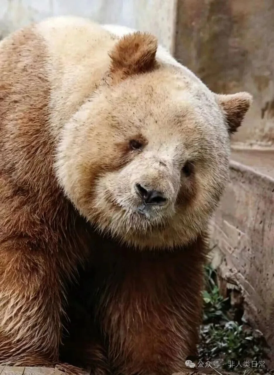 Qi Zai taking a moment in his enclosure