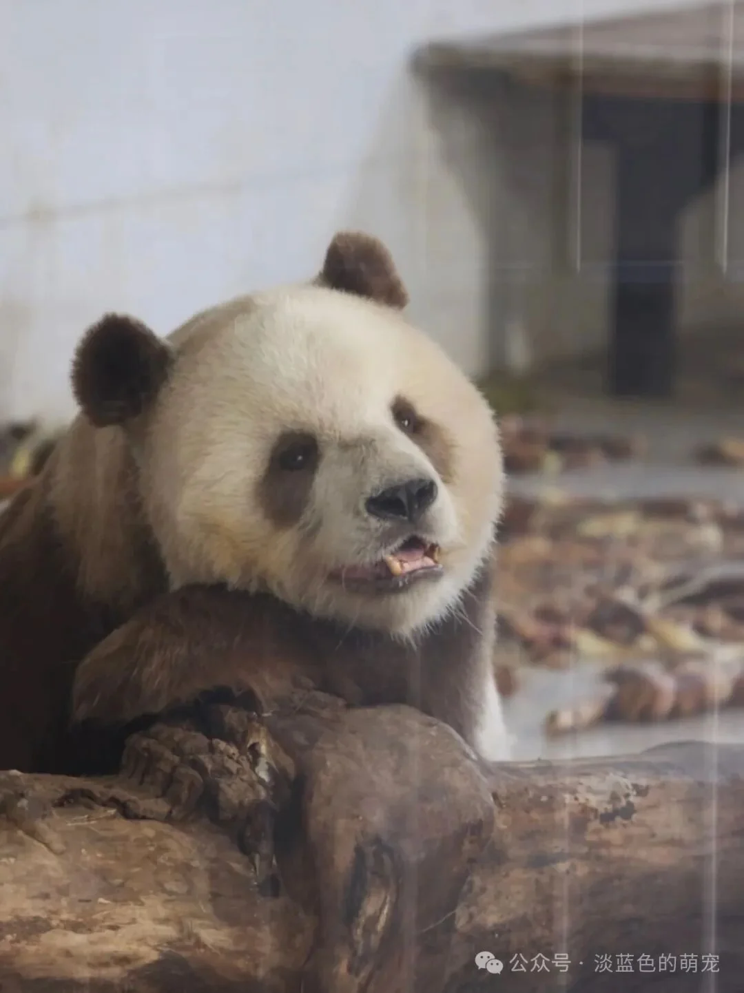 Qi Zai, the world's only captive brown-and-white giant panda