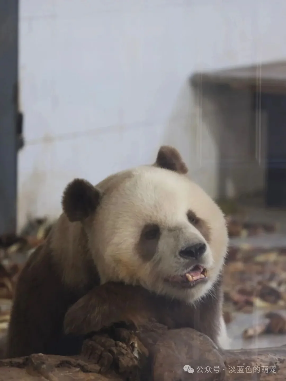 Qi Zai in his enclosure at Giant Panda Hall 1