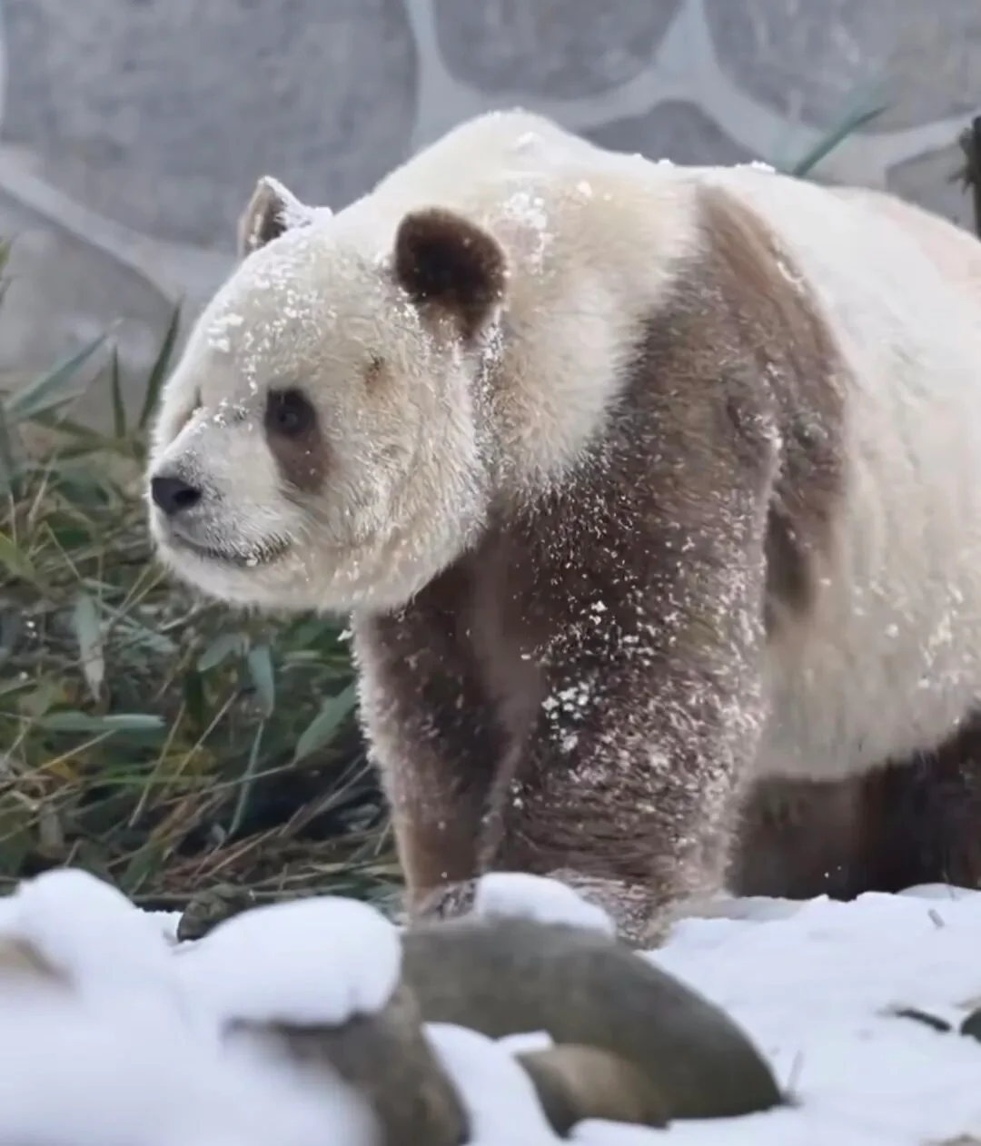 Qi Zai, China's beloved brown panda, on a calm afternoon